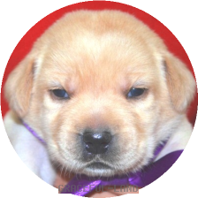 女の子(紫 母犬クリオ)